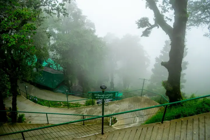 A quiet road through deodar trees in Landour